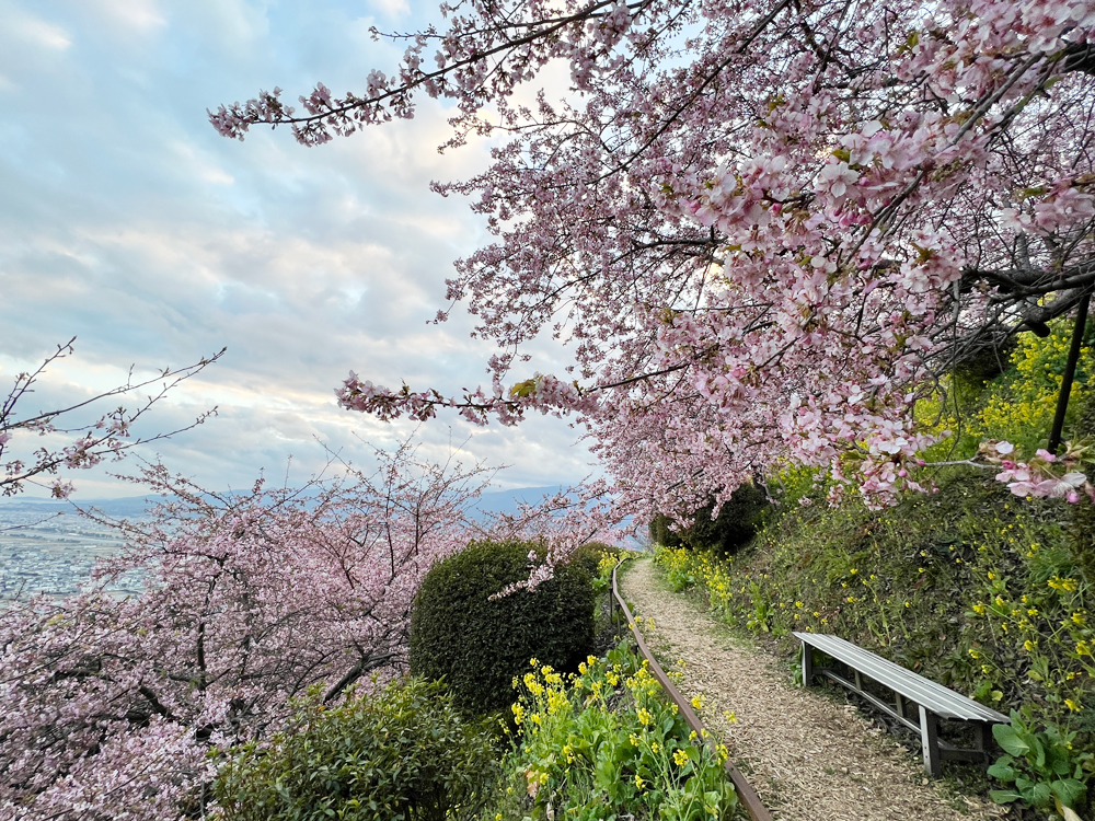 桜 adidas Originals ZX 8000 Sakura GV7493 | eBay