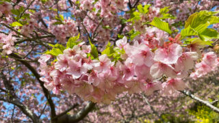 桜ページ 河津桜は葉桜、おかめ桜や春めき桜も咲いています | 内藤園－松田山