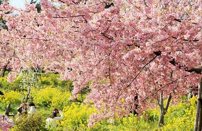川辺に咲く河津の美しい桜たち