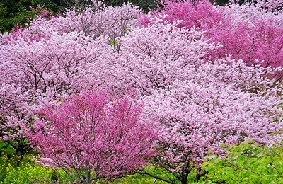 川辺に咲く河津の美しい桜たち
