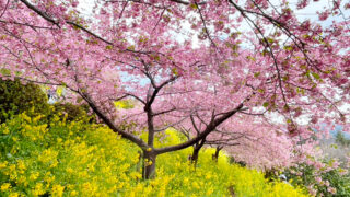 2024年のあぐりパーク嵯峨山苑 | 内藤園－松田山みかんの里 内藤園