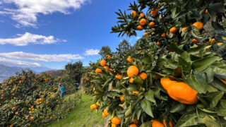 令和7年度のみかんの木オーナー募集について | 内藤園－松田山みかんの