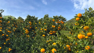 秋の青空の下で、みかん狩りが始まっています | 内藤園－松田山みかん