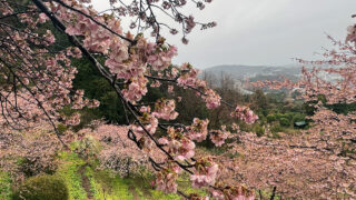 2026年2月11日の桜の開花情報 | 内藤園－松田山みかんの里 内藤園