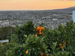 松田山みかんの里「内藤園」＆「 あぐりパーク嵯峨山苑」富士山が